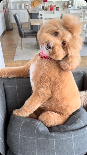 JAZZY🐾 the Fashion Doodle and dog mom Krista Robinson on Instagram: "Our little drama queen 🎭 #jazzyschair #chairchronicles #dramaqueens #doodletales #doodlepup #goldendoodlepup #goldendoodle #goldendoodlestyle #goldendoodles #doglife #goldendoodlelife #doglove"