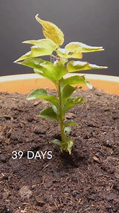 148K views · 2.4K reactions | Apricot Tree https://boxlapse.info/ | Boxlapse | Facebook