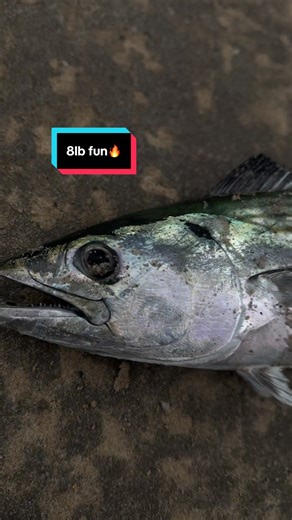 Fishing in Sydney: Catching Kingfish in One Day