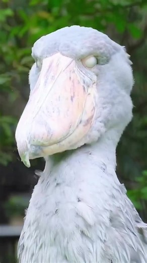 Explore the Wonderful Sounds of Animals in Nature