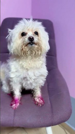 Maltipoo Bryula Full Grooming ✨ Complete Care & Fluffy Finish