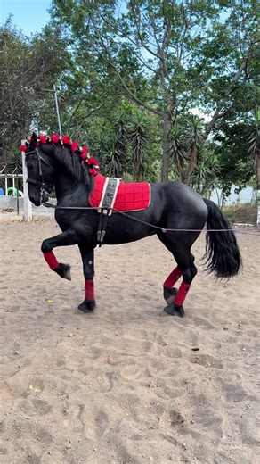 Hércules: Caballo de Alta Escuela y Danza