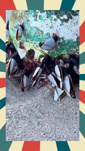 Gooseneck barnacles | T.T.P-Animals