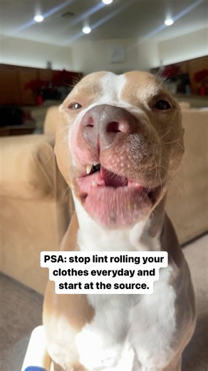 Important PSA 😆 #dogs #funny #reels #dogsofinstagram #dogsoffb #cuteness #doglover #pets #instapet #doglife | Knight & Aston