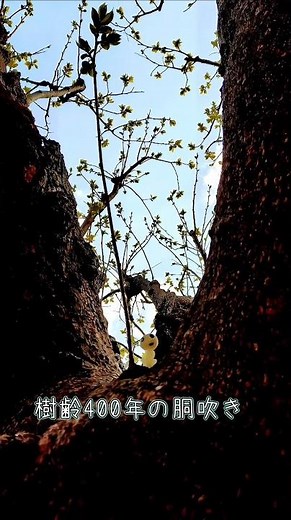 【神秘】もののけ姫の世界観🌱コダマと樹齢400年の胴吹き🌳✨️