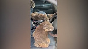 Teen cousins drive around Kangaroo Island rescuing koalas