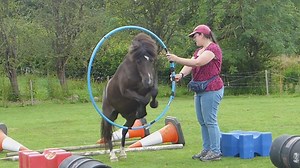 Fancy trying your hand at horse agility? Here’s what you need to know first...