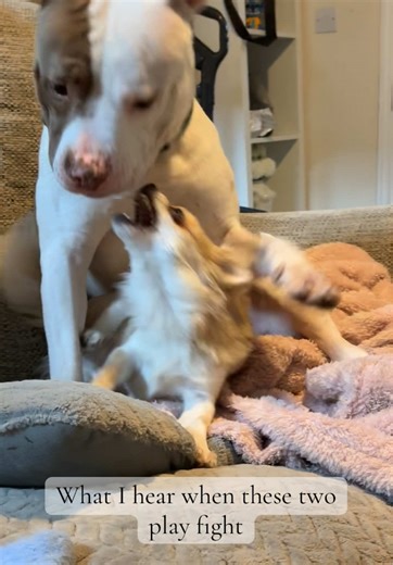 Small Dog with Big Dog Attitude: Playful Moments