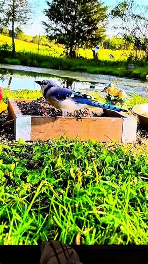 The MOST beautiful Blue Jay. #birdwatching #birdfeeder #wildlife #birdlovers #birdsounds #birds