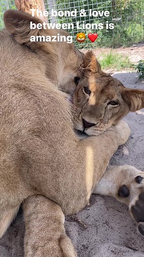 49K views · 1.2K reactions | Single Vision, Inc. on Reels | Facebook