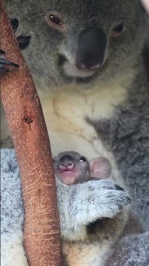Baby Koala Joey Emerges for the First Time | Adorable Moment at Australian Reptile Park #koala