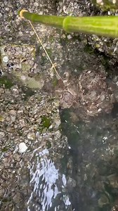 Tricks to crabbing crabs #crabs #tips #foryou #fyp #reelsfb | Hicham sham
