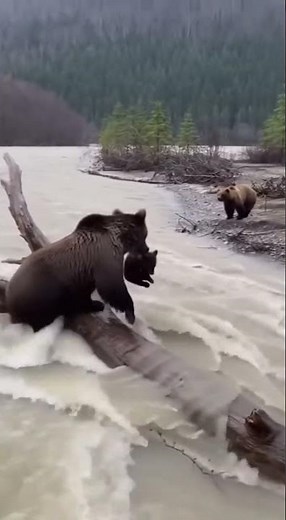 Mama Bear RESCUES Cub Trapped ! 😱🐻