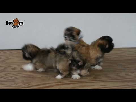 Lhasa Apso Puppies
