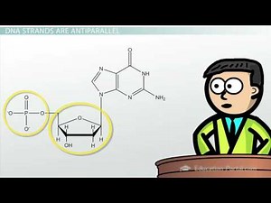 DNA - Adenine, Guanine, Cytosine, Thymine