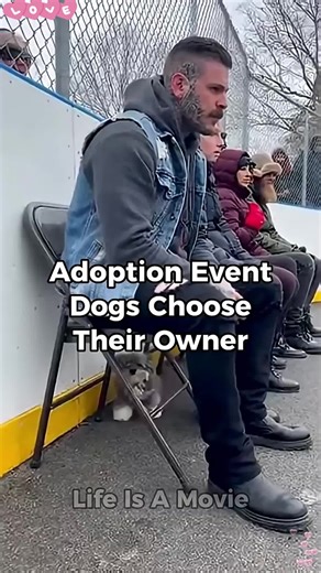 Dogs Choose Their Heroes: Heartwarming Moments