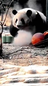 Meng Lan, the giant #panda at Beijing Zoo whose broad set of acrobatic skills have earned him the sobriquet "#KungfuPanda", celebrated his 8th birthday on Tuesday. | China News 中国新闻网