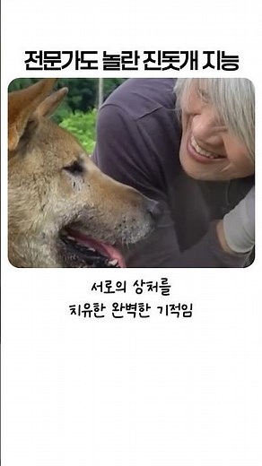 슬픔에 빠진 주인을 구한 진돗개의 소름 돋는 지능 수준