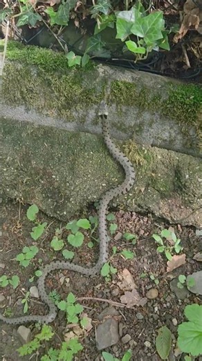 Ringelnatter schlängelt sich über rissigen Betong🐍​#Ringelnatter #Natur #Sektor7 #Schlange