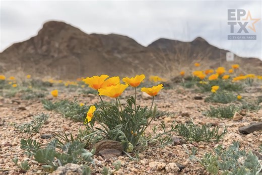 Poppies return to the El Paso Museum of Archaeology