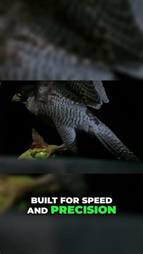 🦉Nature's Most Silent Hunter — Caught on a Microphone #wildlife #shorts #owl #falcon