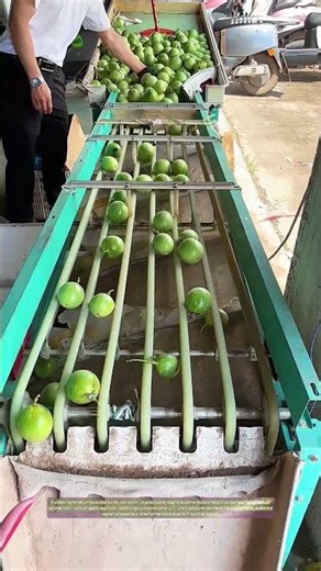 Selezione dei frutti a velocità: Come la griglia meccanica separa i limoni prima del confezionamento