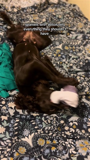 #foru #fyp #dogtok #spaniel #cockerspaniel