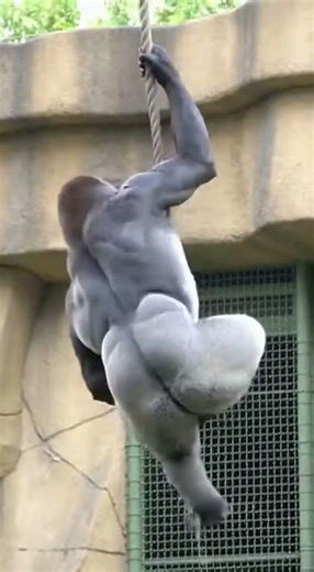 Bodybuilder Gorilla Climbs! Meet the Hairless Wonder. 🦍🔥 #shortsviral