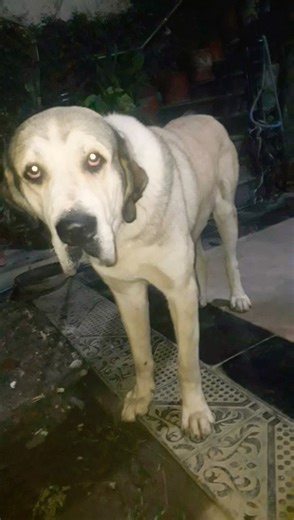 Alabai Dog 🐕#russian #alabai #beauty #dog