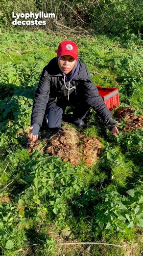 Dark clumped foot mushroom (Lyophyllum decastes) from one of our latest mushroom adventures. #season2025 #autumn #mushrooms #fungi #nature #svamp #workinghard | Mushroom King