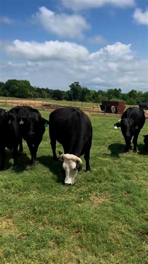 9.1K views · 142 reactions | We’ve got 8 head of large frame heavy...