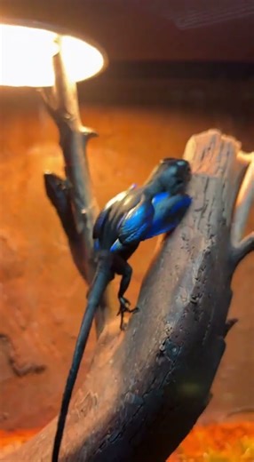 These Nocturn Feathered Flying Lizards Look Like Tiny Dragons
