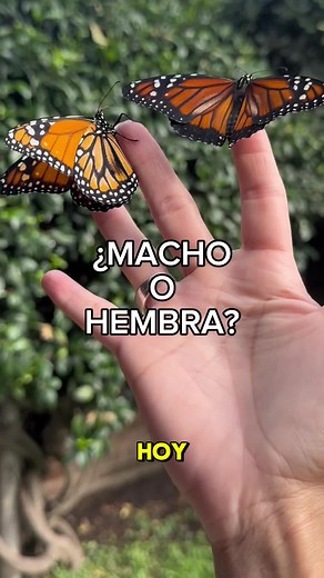 Diferencias entre mariposas macho y hembra