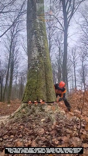Extreme Tree Cutting with a Chainsaw | Precision Logging Skills