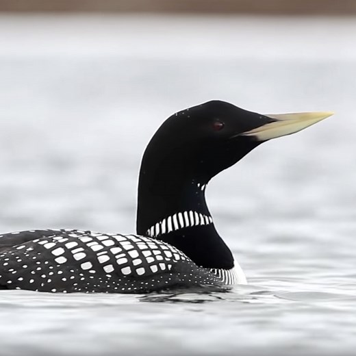 How Yellow-billed Loons Survive in the Arctic | Bird Academy • The Cornell Lab