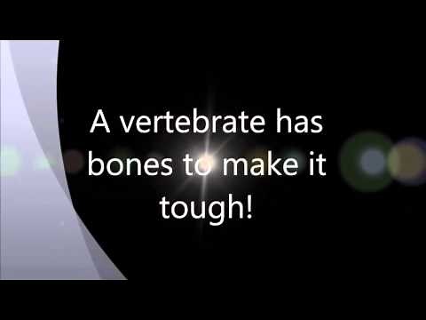 The Vertebrate Song