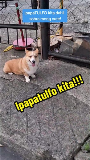 Ipapatulfo Kita! Corgi Price in Cartimar