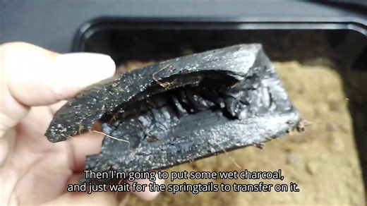 跳虫捕抓-跳虫 狩猎 养殖 护理Springtails - Hunting, Culturing, Care & More