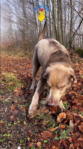 He Found the Perfect Stick 🐶🍂 | Jurassic Bark Dog TV