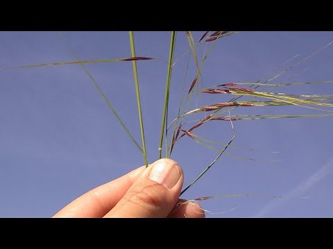 Control Chilean needlegrass