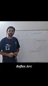 Reflex Arc in a Nutshell #physiology #reflexes