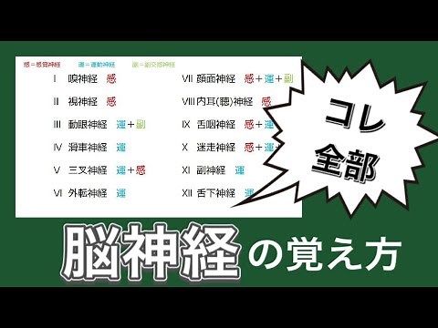 さくっとゴロで覚える脳神経の覚え方【解剖学】