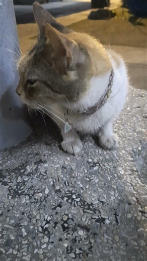 in that direction #cat