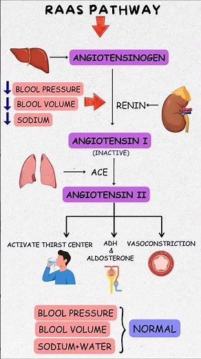 RAAS Pathway Made Easy | Best Mnemonic Trick to Remember Renin Angiotensin System