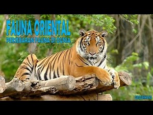 Fauna Oriental - Persebaran Flora dan Fauna di Dunia