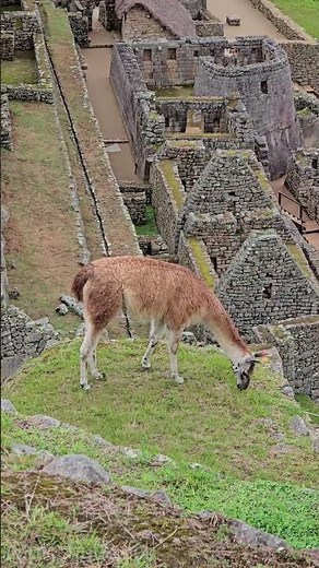 Machu Picchu
