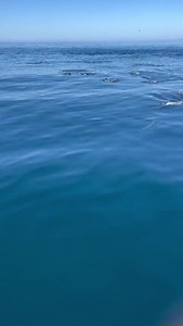 Fall is definitely our favorite time of year! 😍 We’ve had an incredible fall thus far with dozens of humpback whales and thousands of common dolphins spotted daily! The view from the bow gives an incredible look straight down on these friendly fellows 🐬 It’s our favorite time to be out on the water, we hope you can join us for an ocean adventure before the season comes to a close 🐋 Incredible video by passenger @brianwjones #santabarbara #santabarbarachannel #seesb #humpbackwhale #humpbackbre