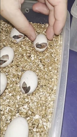Monitoring Turtle Egg Development: A Close-Up Look at Progress!👀