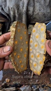 1.4M views · 23K reactions | The beauty of coral fossils with white flowers and clear crystals #Gemstone #fossilcoral #Fake #Ai #hobbies #fossil #naturalover #oudooradventure #bears #nature #community #history #mineral #fblifestyle | Supra Afrianto | Facebook