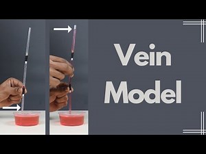 Vein Model | ThinkTac | DIY Science